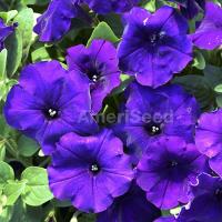   F1 Hotunia Blue - 5 .