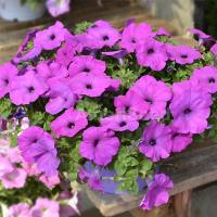   F1 Hotunia Grape - 5 .