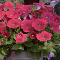   F1 Hotunia Neon Rose - 5 .
