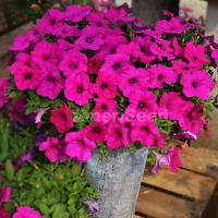   F1 Hotunia Purple - 5 .
