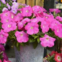   F1 Hotunia Pink - 5 .