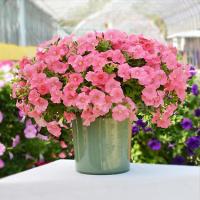   F1 Hotunia Salmon - 5 .