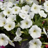   F1 Hotunia White - 5 .