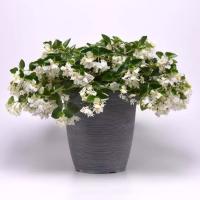    Hula White. ! - 3 .