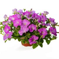    FlashForward F1 lavender - 5 .