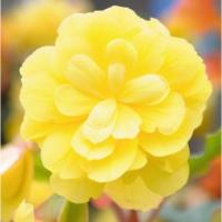    Illumination F1 Lemon - 5 .