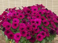  GIOKONDA F1 Purple - 5 .
