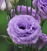   ARENA F1 III Lavender. ! - 5 .