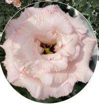   Corelli F1 1 Peach Ice. ! - 5 .
