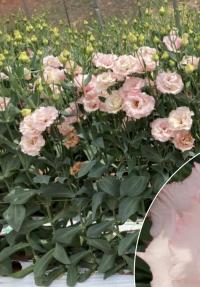   Corelli F1 1 Peach Ice. ! - 5 .