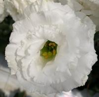   Corelli F1 1 White Gen 2. ! - 5 .
