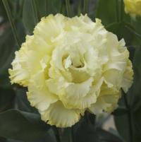   Corelli F1 1 Yellow. ! - 5 .