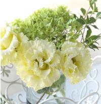   Corelli F1 1 Yellow. ! - 5 .
