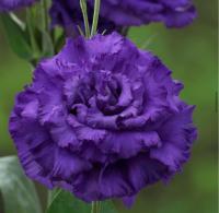   Corelli SU F1 3 Blue. ! - 5 .