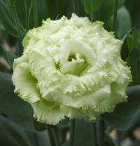   Corelli SU F1 3 Green. ! - 5 .