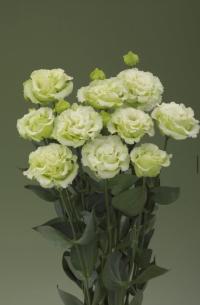   Corelli SU F1 3 Green. ! - 5 .