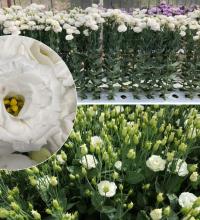   Croma F1 2 Silky White. ! - 5 .