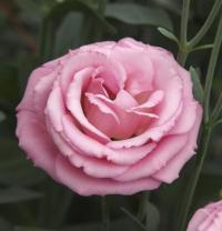   Croma F1 3 Light Pink. ! - 5 .