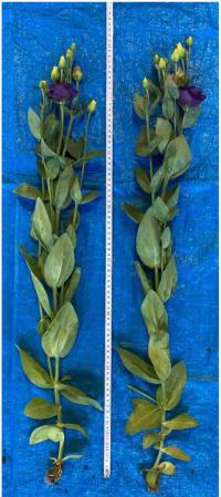   Croma F1 3 Blue. ! - 5 .