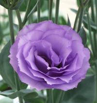   Croma F1 3 Lavender. ! - 5 .