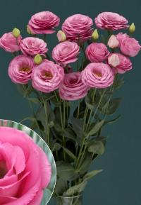   Croma F1 3 Pink. ! - 5 .