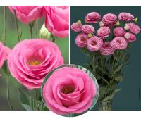   Croma F1 3 Pink. ! - 5 .