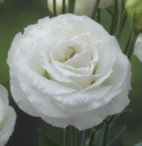   Croma F1 3 White Gen 2. ! - 5 .