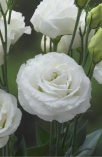   Croma F1 3 White Gen 2. ! - 5 .