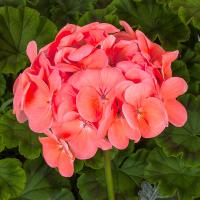   Pinto Premium Deep Salmon - 3 .