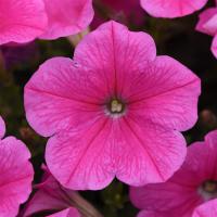    E3 Easy Wave Pink Cosmo - 5 .