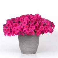    EASY WAVE Rose. ! - 5 .