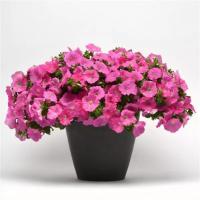    EASY WAVE F1 PINK - 5 .