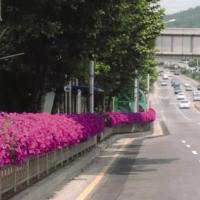    EASY WAVE F1 PINK - 5 .