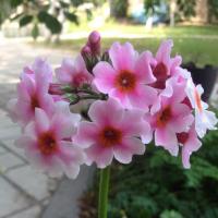 1369 P. japonica 'Apple Blossom'- 5 .