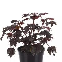   Mahogany Splendor - 3 .