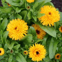   Yellow - 5 .