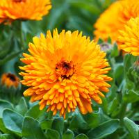   Orange - 5 .
