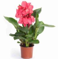   Cannova F1 Rose DB. ! - 3 .