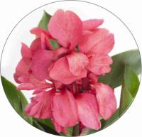   Cannova F1 Rose DB. ! - 3 .