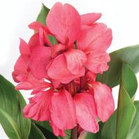   Cannova F1 Rose DB. ! - 3 .