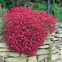  Cascade red - 20 .