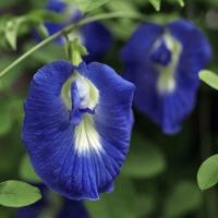   Blue Butterfly - 5 .
