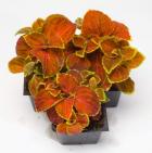   Fairway Orange - 10 .