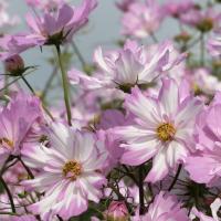  Colletta Pink White - 10 .
