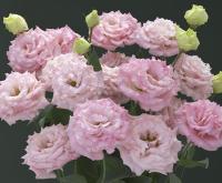   Corelli F1 2 Pink. ! - 5 .