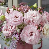   Corelli F1 2 Pink. ! - 5 .