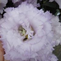 Эустома крупноцветковая Corelli SU F1 1 Lilac. НОВИНКА! - 5 шт.