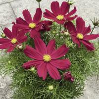   Purple-Red - 10 .