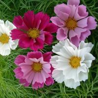 ������ �������������� Sea Shells mix - 20 ��.