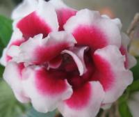    Brocade F1 Red & White - 5 